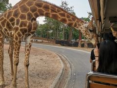 -清迈夜间动物园