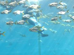 -瑞德姆美人鱼海底演艺主题餐厅(亚龙湾店)