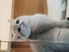 -柚子猫舍·精品猫舍购猫·猫咪认养·购宠·宠物店