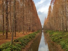 -黄海国家森林公园