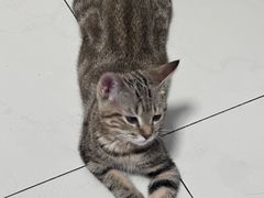 -纳吉亚猫专科动物医院(康都外科中心)