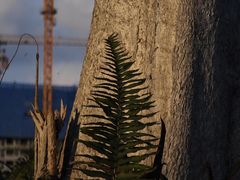 -南洋风味(万宁店)