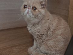 -滚猫咖啡·猫咖·猫友好撸猫(未来城店)