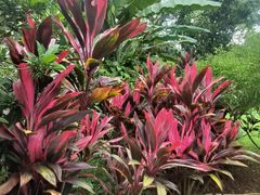 -中国科学院西双版纳热带植物园