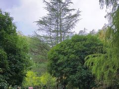 -上海佘山国家森林公园天马山园