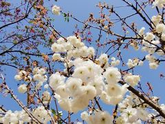 -天适樱花悠乐园