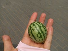 -西瓜小镇