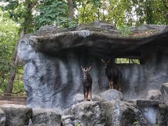 -清迈夜间动物园