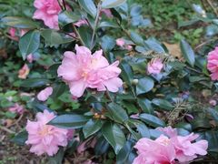 -上海滨江森林公园