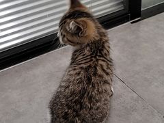 -凯特喵百思猫专科医院