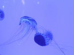 -多彩贵州城极地海洋世界