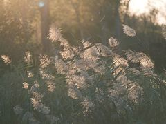 -东郊湿地公园