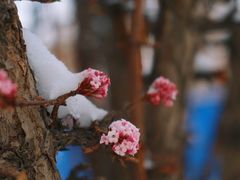 -塔尔寺-菩提树