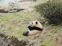 -中国大熊猫保护研究中心雅安碧峰峡基地