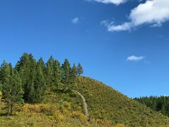 -红花尔基樟子松国家森林公园
