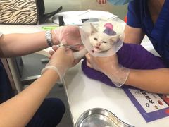 -伟伟宠物医院·CT影像中心·瑞派犬猫综合性门诊(汉口总院)