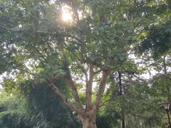 -堤角公园