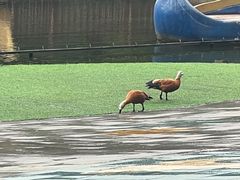 -西双版纳原始森林公园