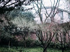 -南山植物园