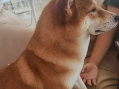 -怪兽屋·羊驼·猫咖·狗咖(俊华广场店)