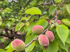 -舒家湾天主教堂