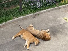 -大连森林动物园