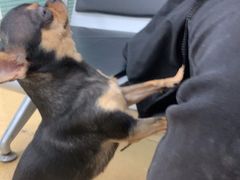 -瑞派·关忠动物医院·猫专科·犬专科(三环新城店)