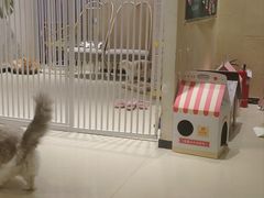 -藏猫猫咖啡主题馆(中央大道店)