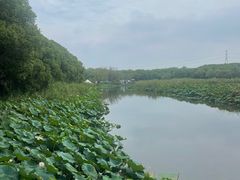 -同里国家湿地公园
