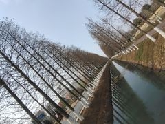 -官亭林海