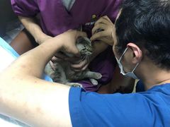 -A猫a狗全科·犬猫异宠·芥西宠物医院(南开总院)