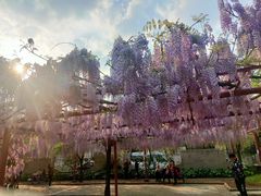 -嘉定紫藤园