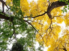 -北京大学百年讲堂