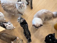 -有喵·猫咖·狗咖·30几只猫10只小狗(岗厦店)