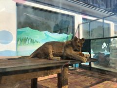 -大连森林动物园