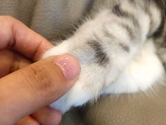 -飞行喵MR PILOT|猫舍·猫咖(静安大融城店)