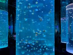 -海合安武汉极地海洋公园
