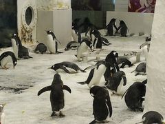 -大连圣亚海洋世界