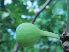 -武汉世外桃源农庄