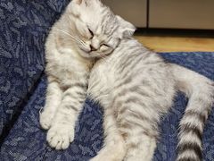 -瑞派宠物医院·中兽医专科(中央商城分院)