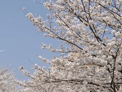 -高东镇樱花园