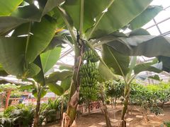 -兰陵国家农业公园