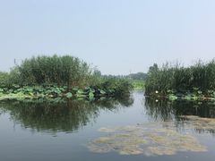 -白洋淀景区