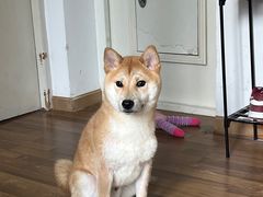 -伟伟宠物医院·CT影像中心·瑞派犬猫综合性门诊(汉口总院)