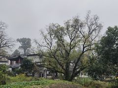 -塔川景区