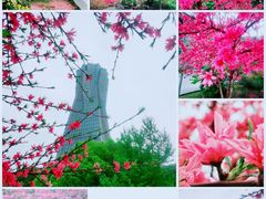 -西湖文化广场