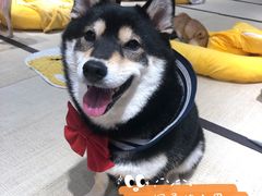 -逗柴咖啡屋·狗咖猫咖宠物桌游