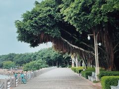 -深圳湾公园(南山区)