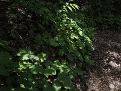 -雾灵西峰