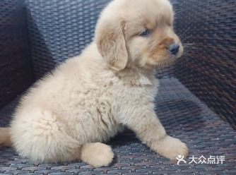 一直想养狗狗，又怕随便在路边买的又不放心，什么保障都